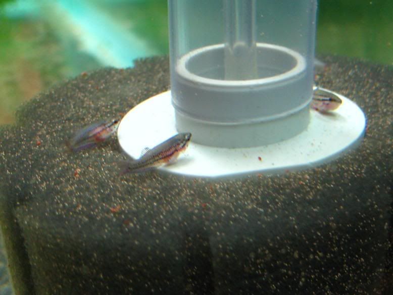 Fish180.jpg