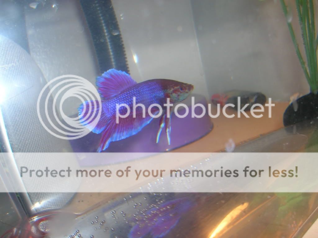 newfishies038.jpg
