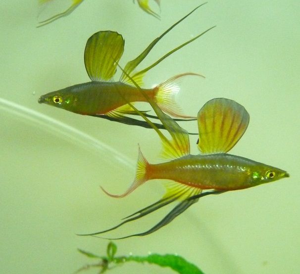 068_zps90885245.jpg