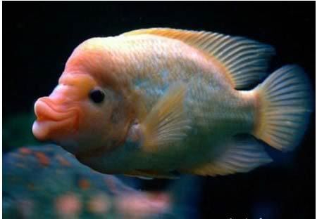 fishnew.jpg