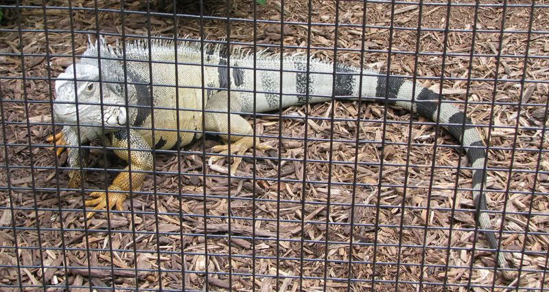 GreenIguana.jpg