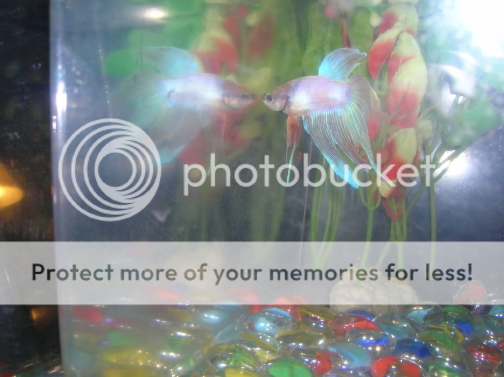 FlarePics013.jpg