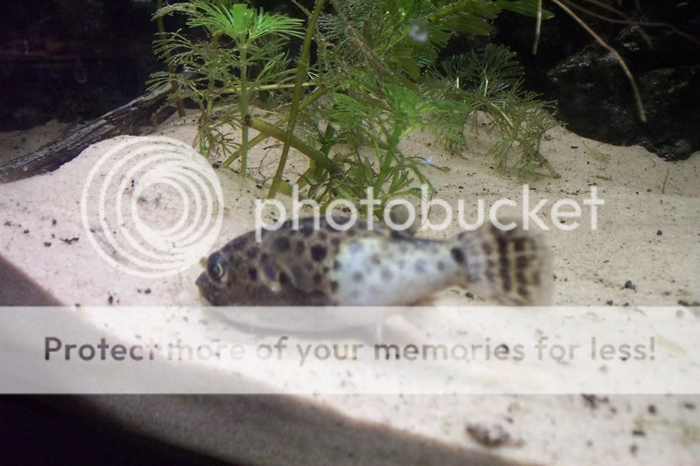 Sickpuffer005.jpg