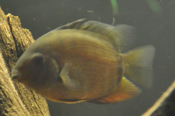 greensev.jpg