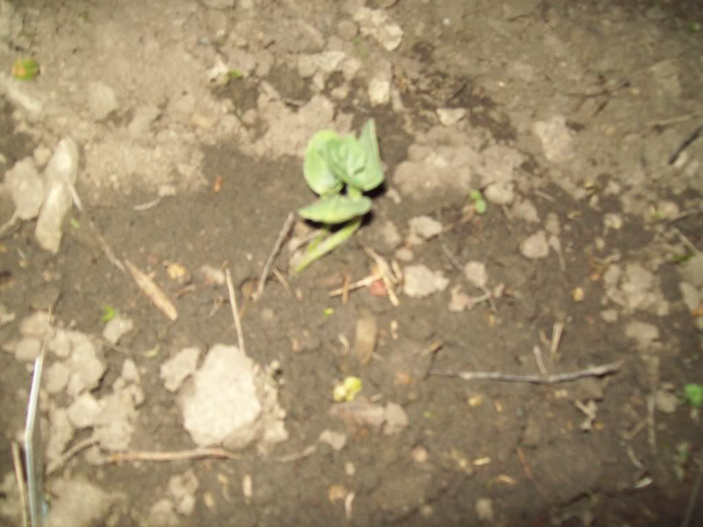 016-6.jpg