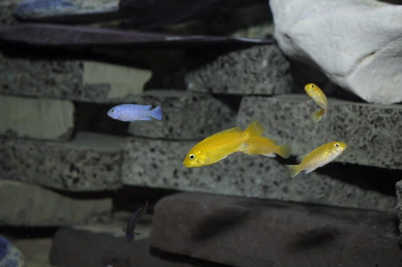 fishnov2011064.jpg