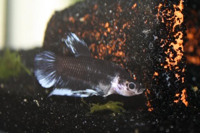Fish29-05-09025.jpg