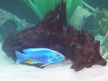cichlids021.jpg
