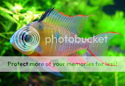 Mikrogeophagus20altispinosus.jpg