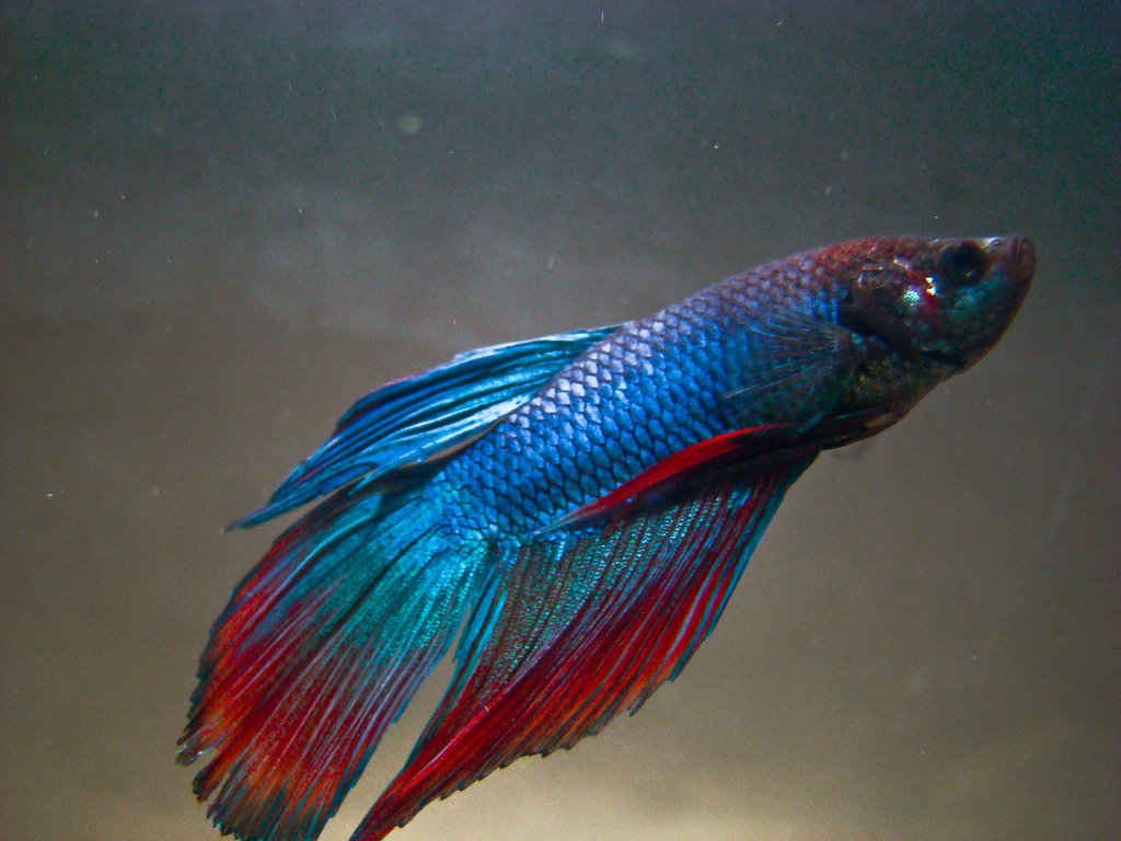 betta-fish.jpg