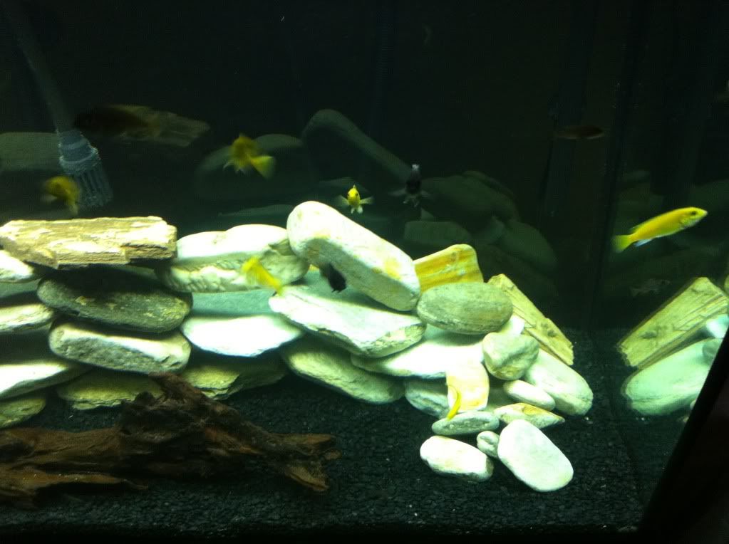babycichlids002.jpg