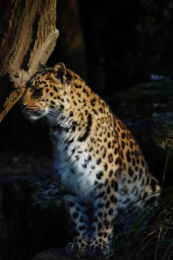 cotswoldwildlifepark330.jpg