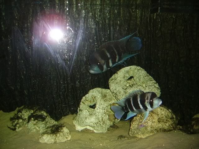 frontosa009.jpg