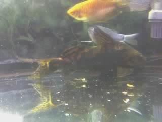 catfish2jpeg.jpg