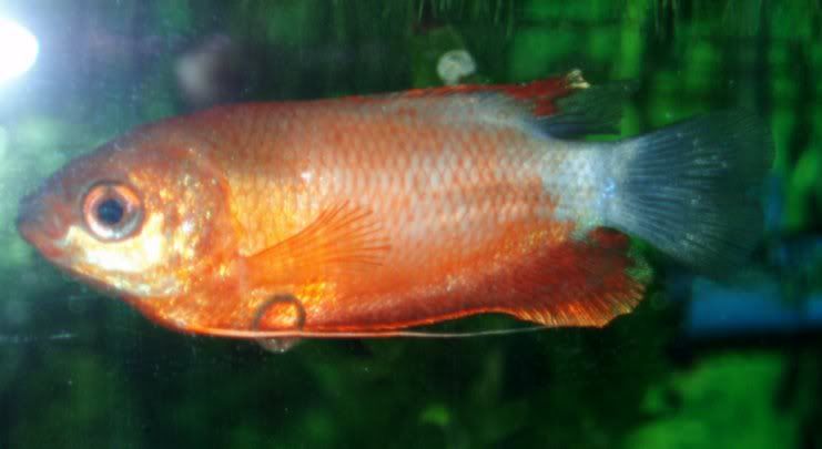 malegourami.jpg