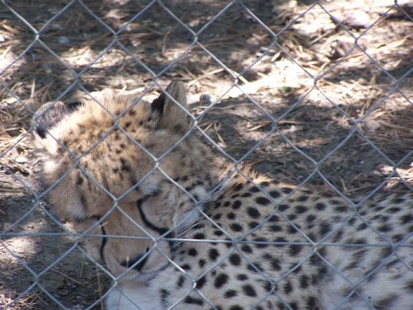 cheetah.jpg