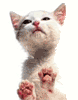 catcatcat.gif