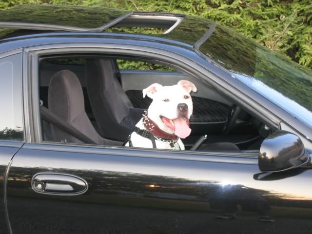 buster_prelude4.jpg