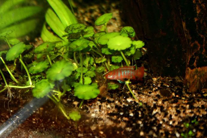 fishypic4.jpg