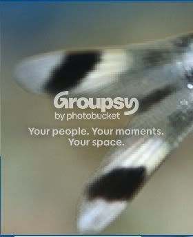 frooglehooserfish-1.jpg