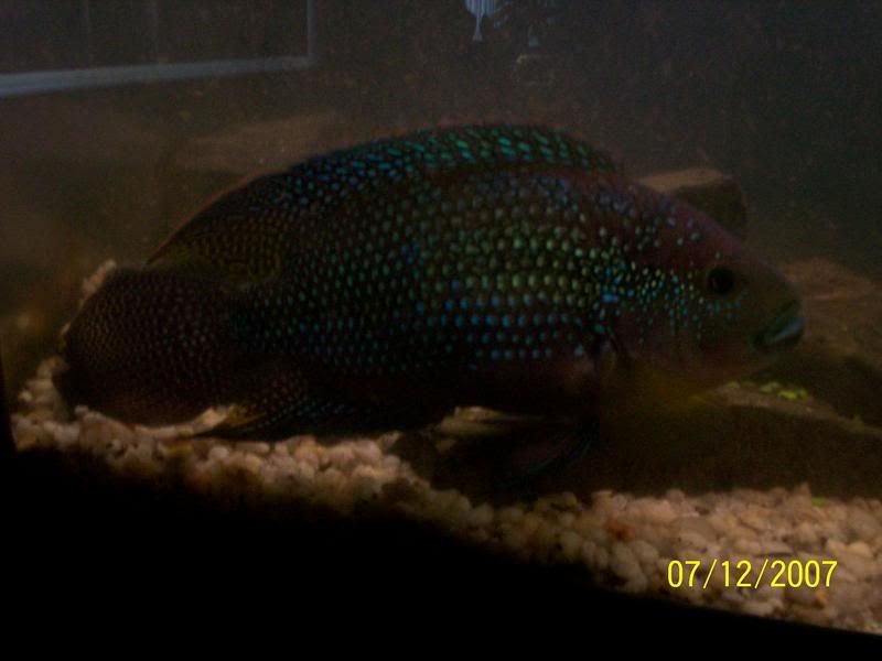 JD27122007.jpg