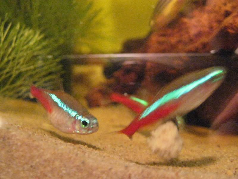 fish001.jpg