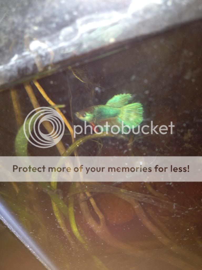 image_zps278f6363.jpg