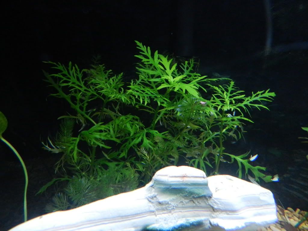 DSCN5473.jpg