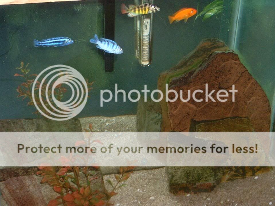 fish_047.jpg