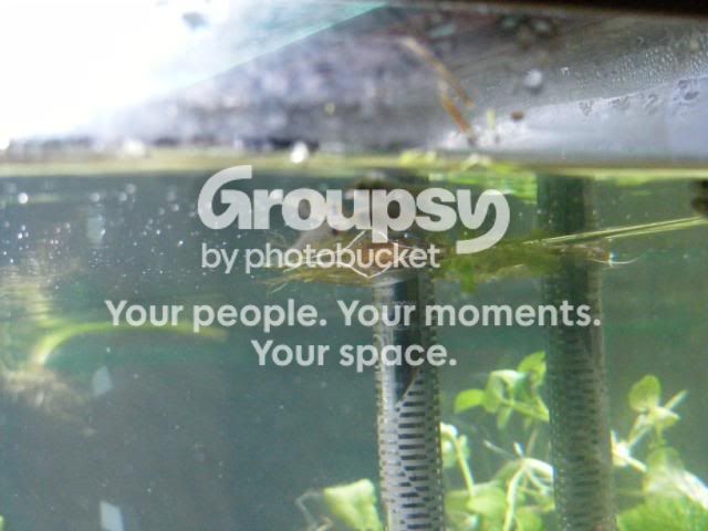 fishcollecting010.jpg