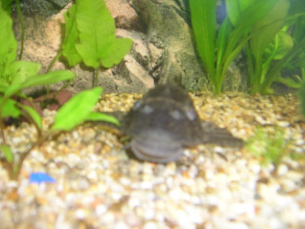 fishstuffforsale002.jpg