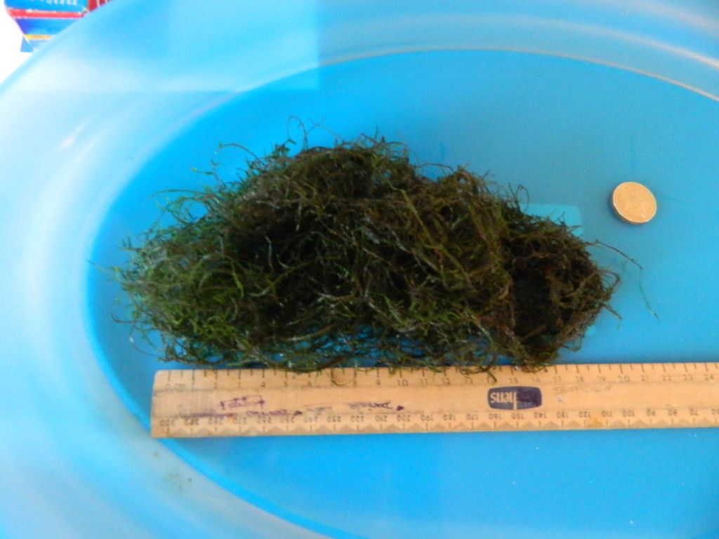 DSCN1385.jpg