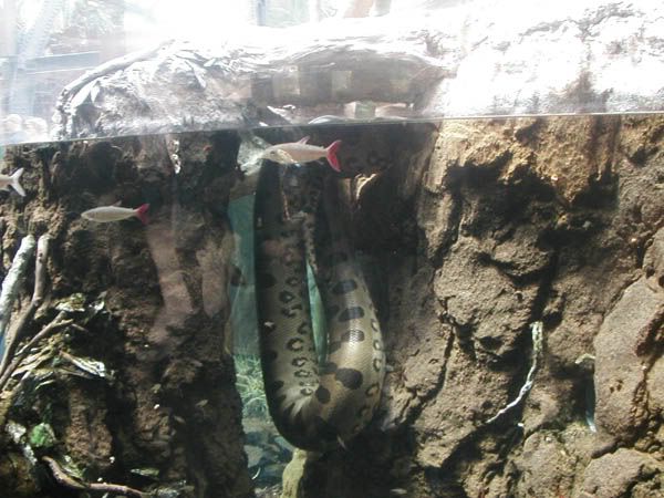 anaconda.jpg