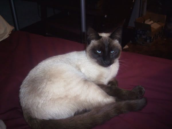 Galadriel-SleepyKitty.jpg