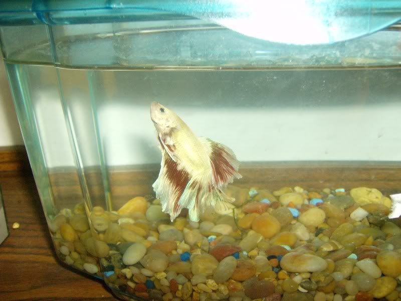 NewFish023.jpg