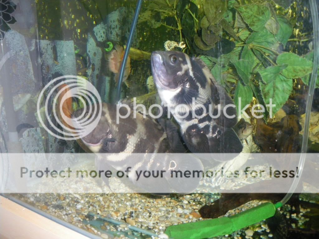 IMGP1643.jpg
