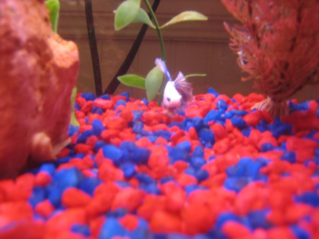 fish013.jpg