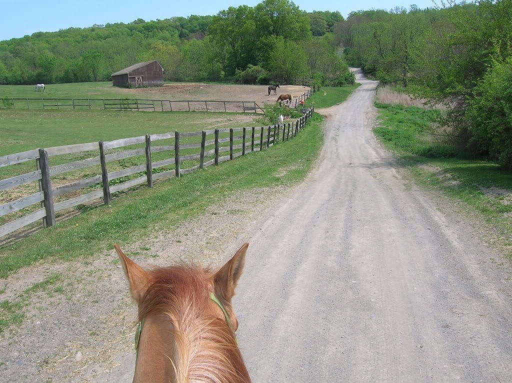 horses12009.jpg