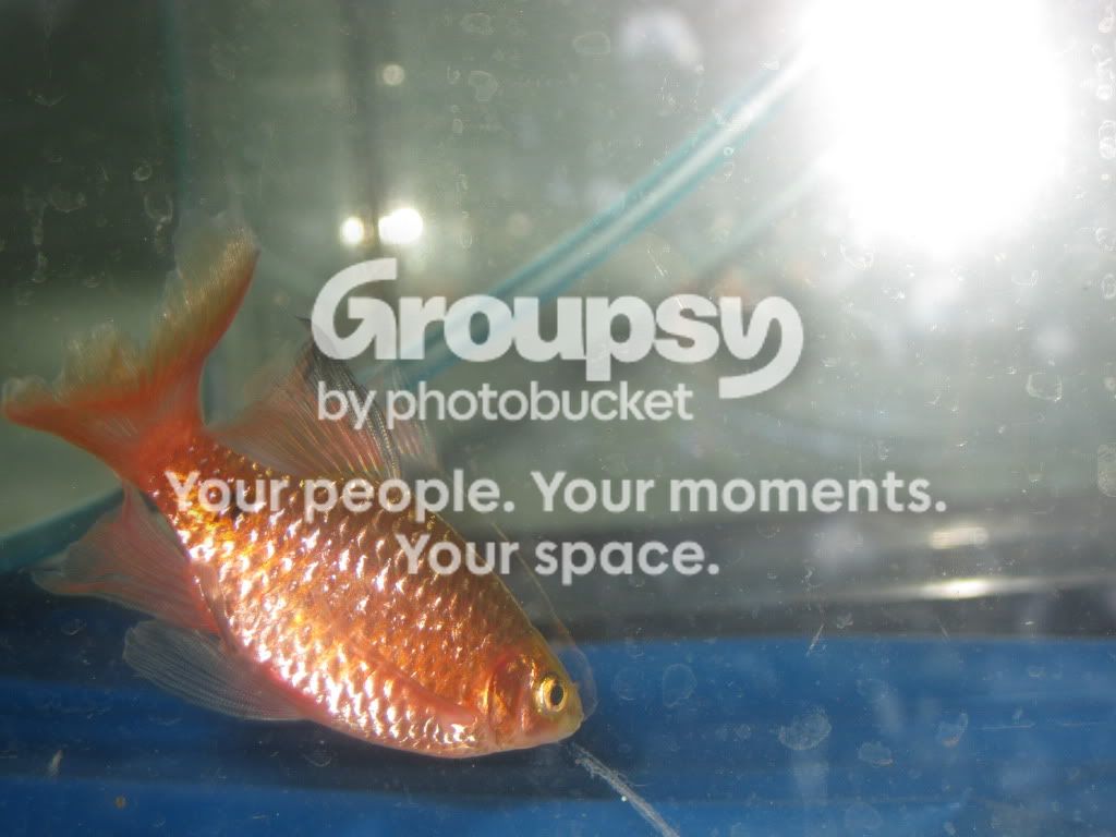 SpringFishExpo10009.jpg