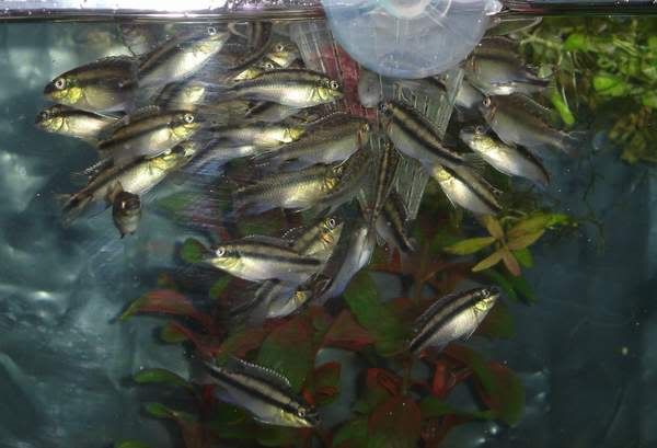10WeekoldKribFryFeeding.jpg