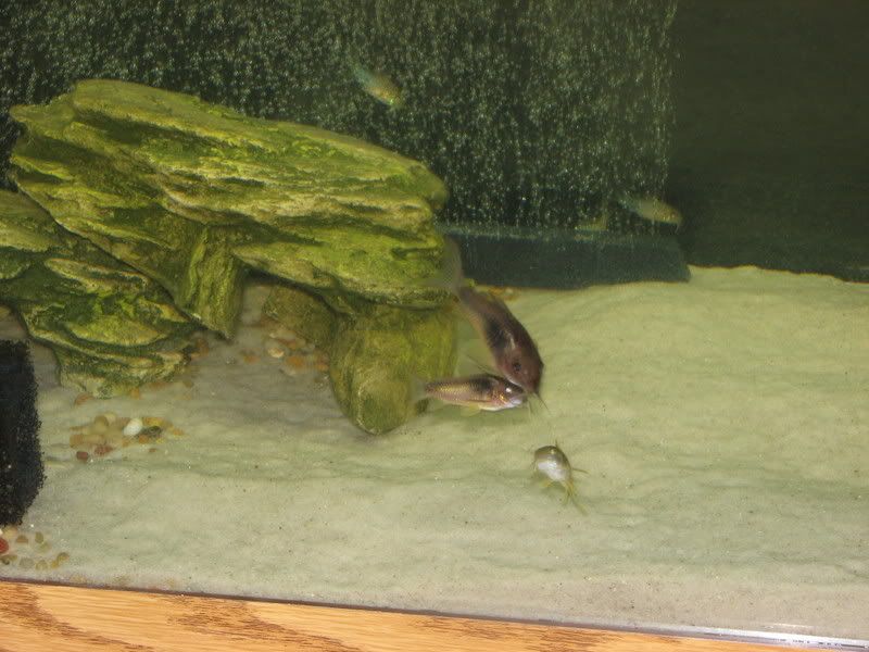IMG_1316.jpg