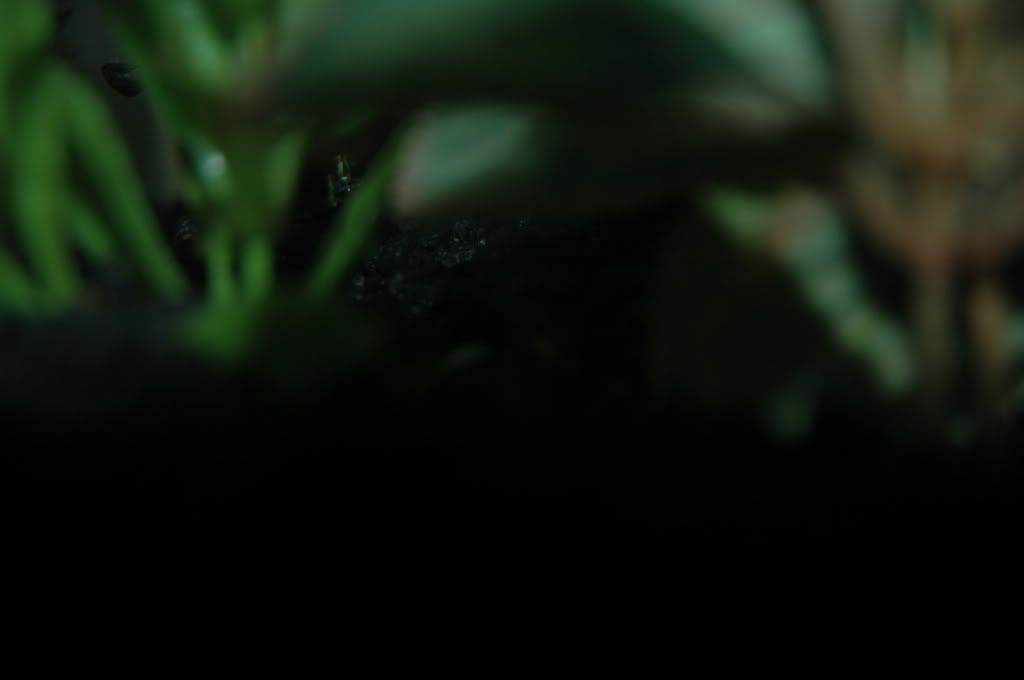 DSC_4254.jpg