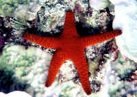 Fromia_milleporellaQLD.jpg