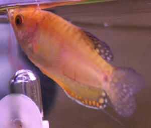 gourami+2%5B1%5D.JPG