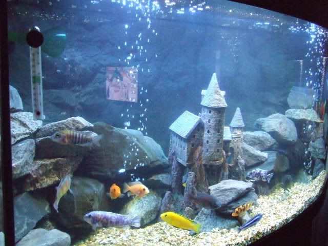 2008_0613jewelsmixed0028-1.jpg