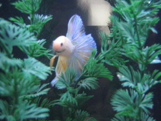 fish281.jpg