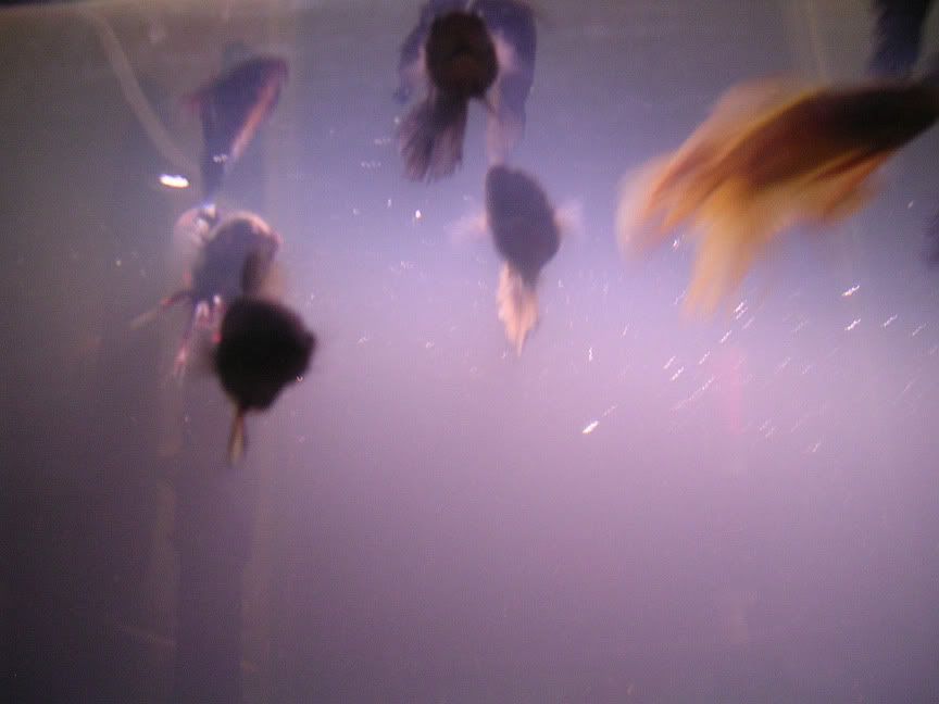 betta7.jpg
