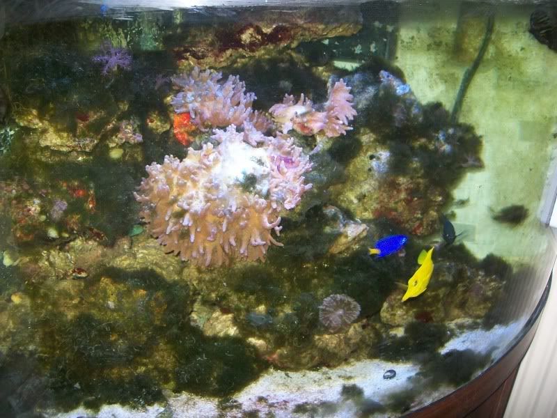 coral010.jpg