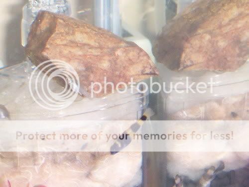 gobys010.jpg