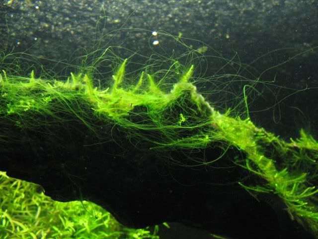 algae8.jpg